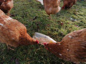 Chicken lockdown enrichment with plastic bottle