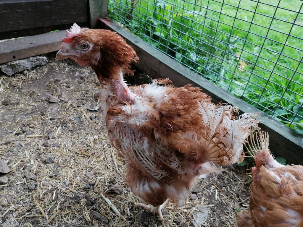 Vera the hen on arrival