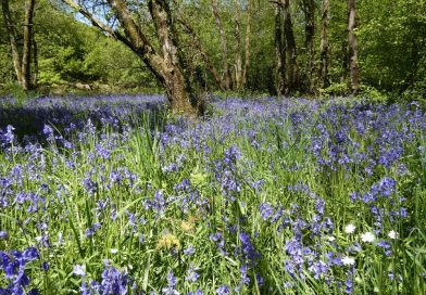 Bluebell woods May