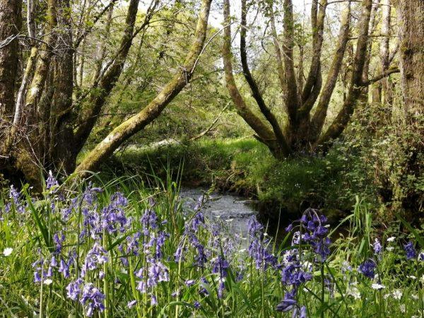 Wray brook with bluebells at Wray Valley