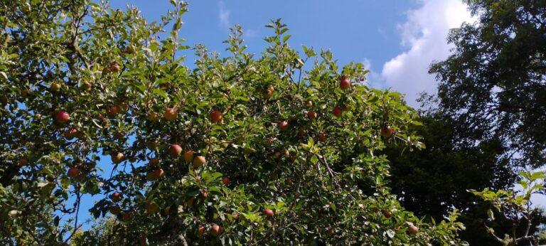 Heavily laden apple tree against a blue sky