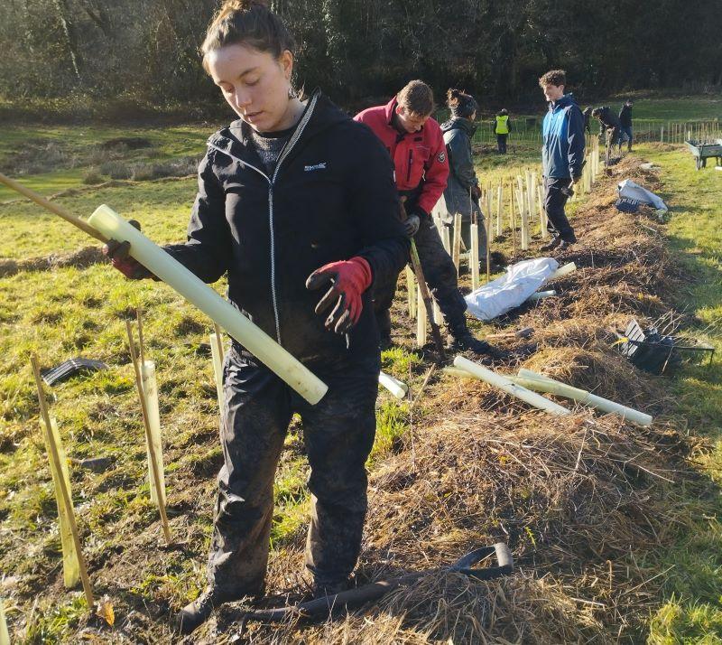 Moor Trees volunteer planting saplings 