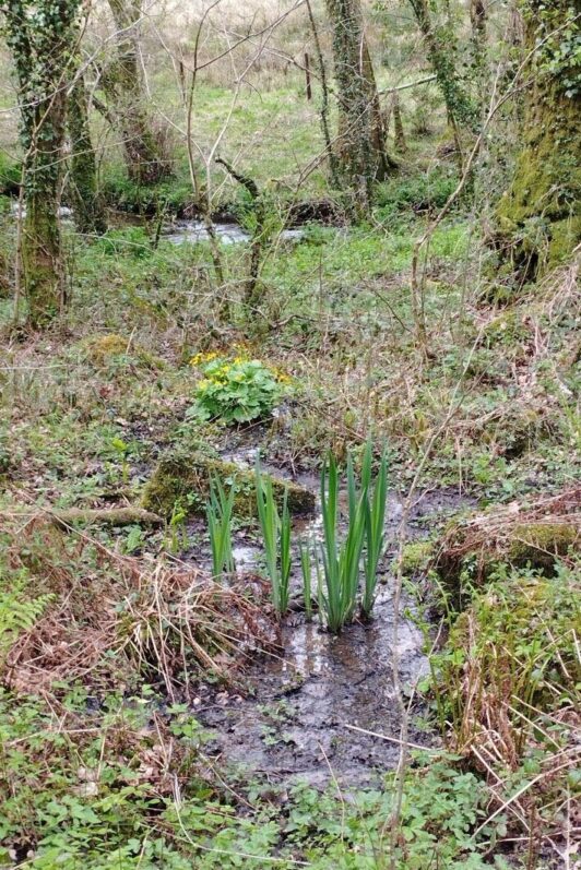 CWS wet woodland in winter with pond in foreground and river to rear. Ivy covered trees visible