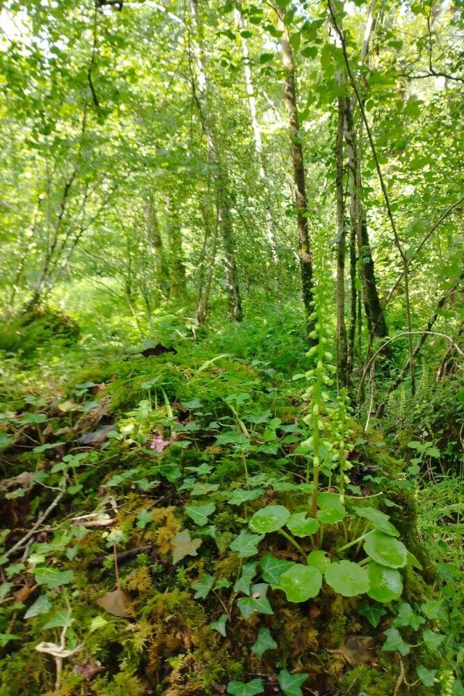 Woodland flora on mossy rock in shady wood