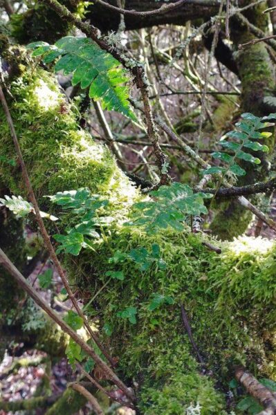 Close up of polypod epiphytes growing on moss covered tree trunk