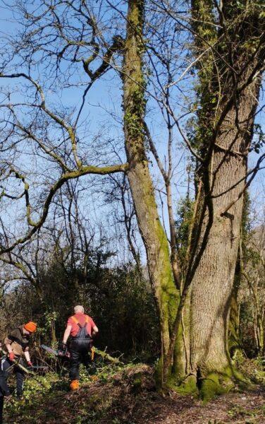 Volunteers helping with nature conservation work halo thinning around a veteran tree at Wray Valley