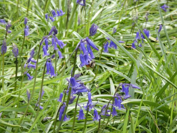 Close-up of Bluebells in Wray Valley woodland