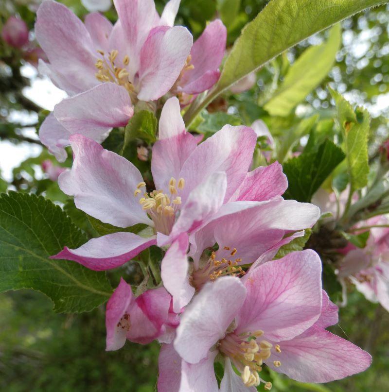Apple blosson on veteran apple trees