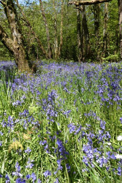 Bluebells carpetting the woodland floor at Wray Valley - a sing of ancient woodland