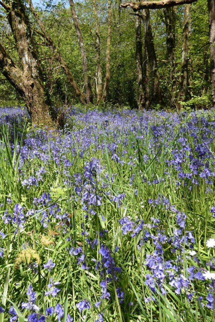Woodland with carpet of bluebells