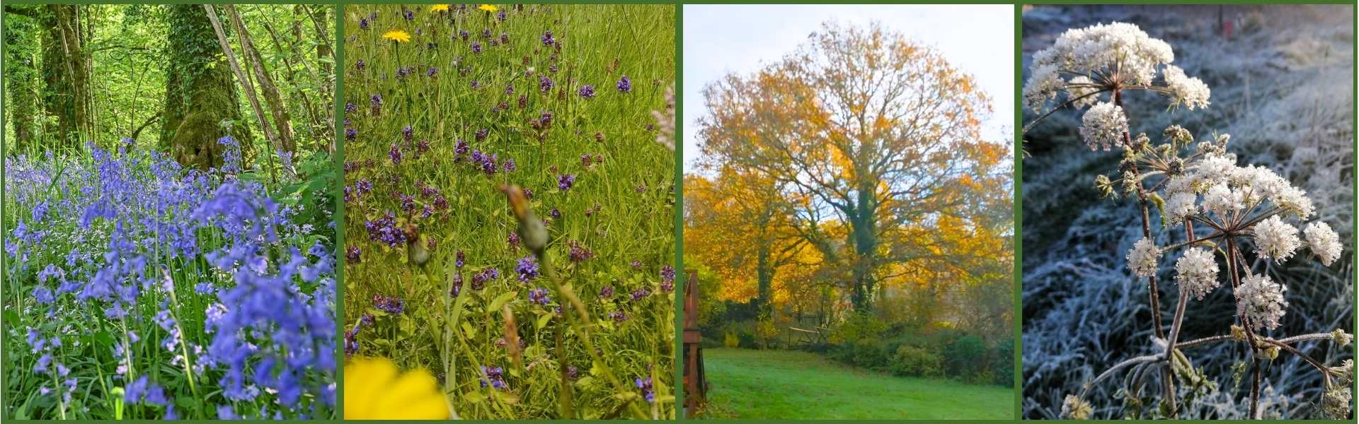 A seasonal quad-panel banner of Wray Valley, featuring spring bluebells, summer meadow flowers, autumnal woodland leaves, and winter frost.