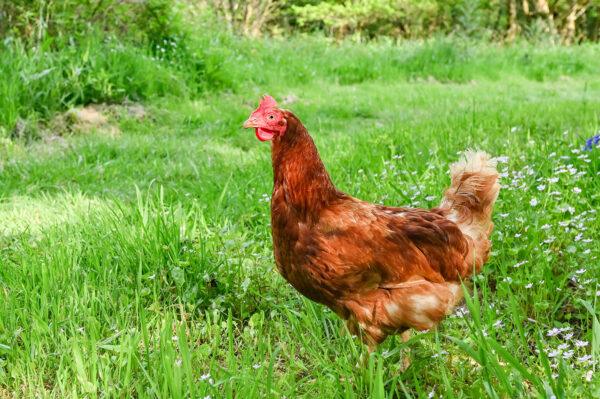 Rehomed battery/commercial hens enjouying life at Wray Valley