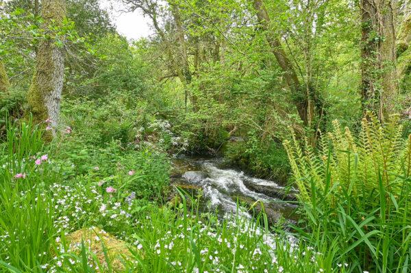 Wray Brook flowing through the trees in the Wray Valley CWS
