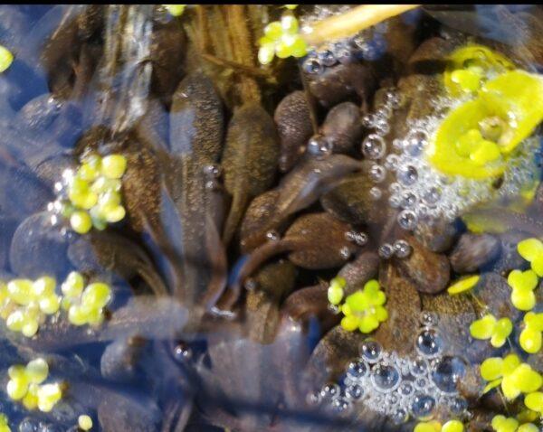 	Close-up of developing tadpoles in a wildlife pond, part of our spring citizen science project on Dartmoor.